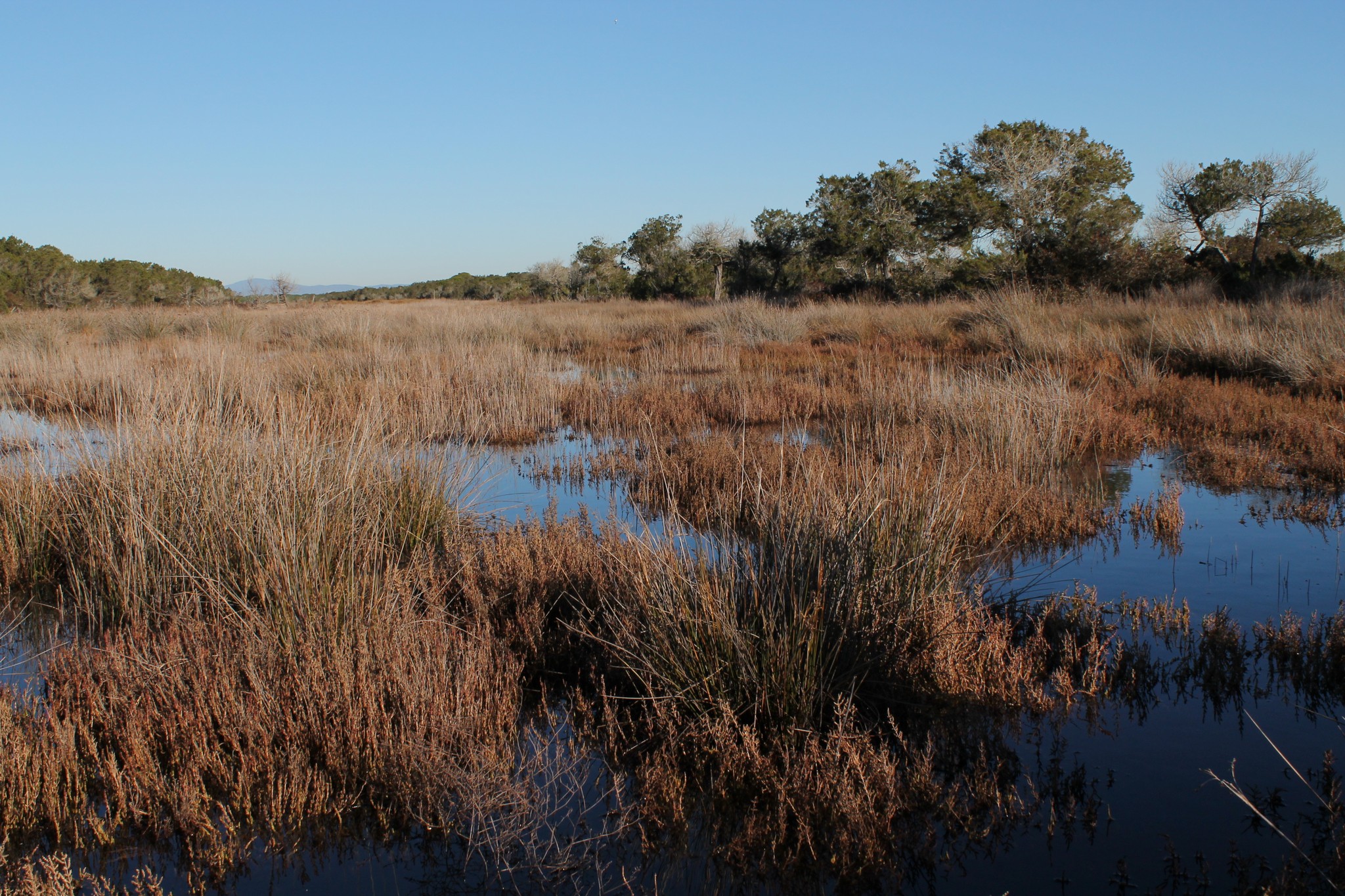 Trappola marsh